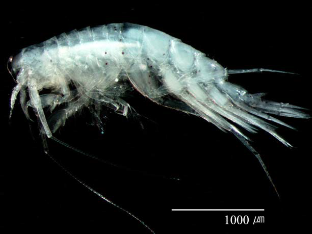 Eochelidium n. sp., male; habitus, lateral