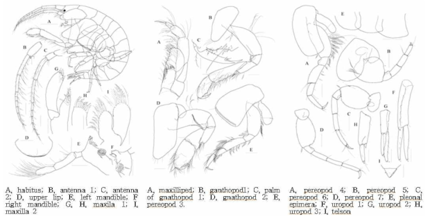 Photis n. sp