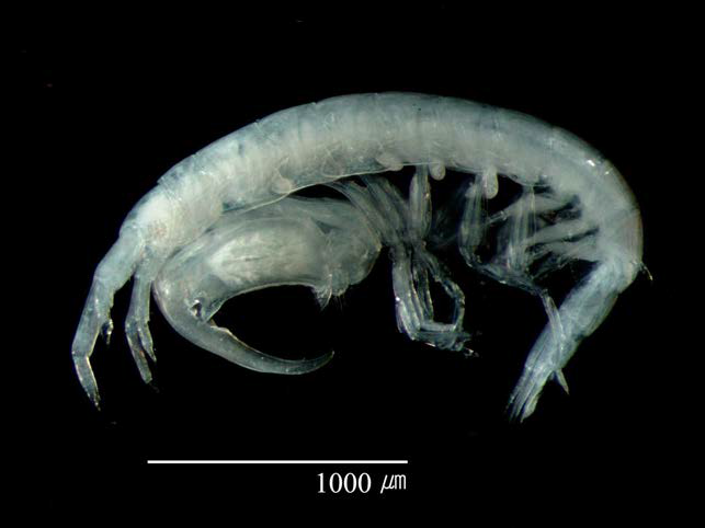 Colomastix kapiolani, male; habitus, lateral
