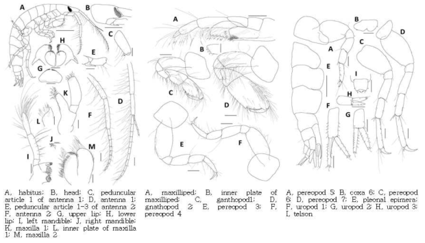 Latigammaropsis atlantica (Stebbing, 1888)