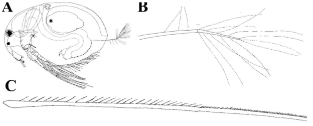 Scapholeberis sp. nov. A, Parthenogentic female, lateral view; B, Ephippial female, lateral view; C, Ephippial female, dorsal view