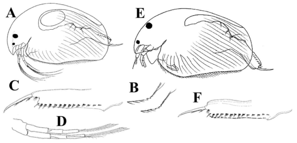 Acroperus cf. africanus. A, Female, general view; B, Denticles at postero-ventral valve margin; C, Female postabdomen.; D, Female antenna II.; E, Male general view; F, Male postabdomen