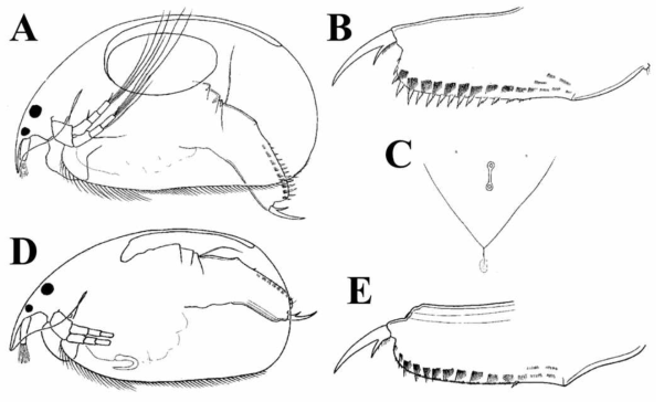 Alona ossiani herricki. A, Female, general view; B, Female postabdomen; C, Dorsal head pores; D, Male, general view; E, Male postabdomen