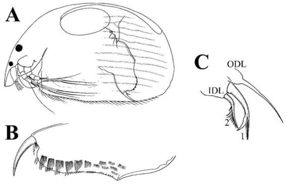 Coronatella cf. trachystriata. A, General view; B, Postabdomen; C, Distal portion of limb I