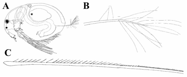 Macrothrix vietnamensis. A, general view; B, postabdominal seta; C,setae on proximal segment of endopod of antenna II