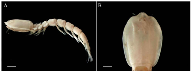 Eocuma n. sp. male, 11.68 mm; A. habitus, lateral; B. carapace, dorsal. Scale bars: A = 1.0 mm, B = 0.5 mm