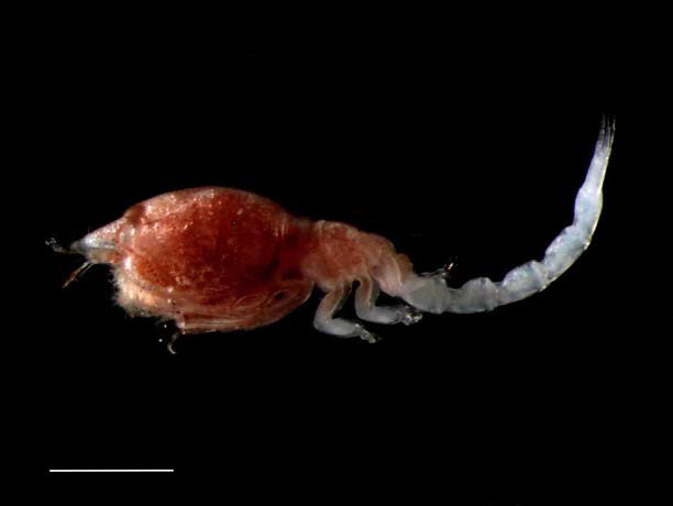 Gynodiastylis n. sp. female, 2.35 mm; habitus, lateral. Scale bars: 0.5 mm