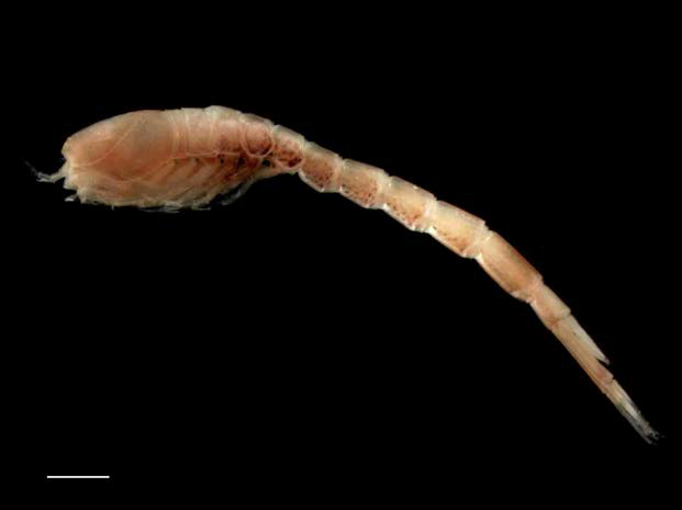 Lamprops n. sp. male, 9.15 mm; habitus, lateral. Scale bars: 1.0 mm