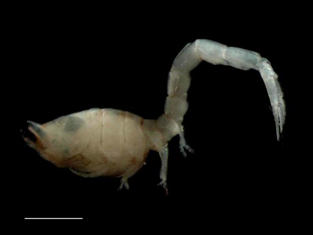 Nipponeucon n. sp. female, 5.37 mm; habitus, lateral. Scale bars: 1.0 mm