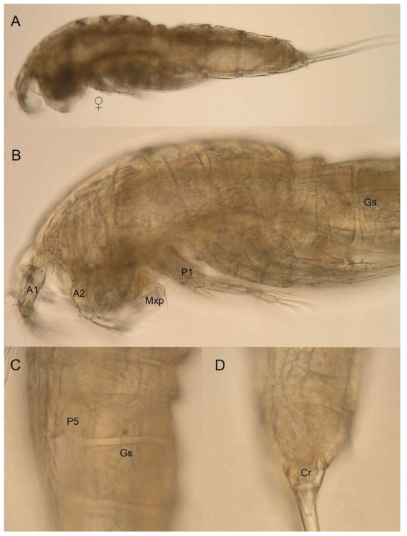 Light photographs of Amphiascoides parapetkovskii sp. nov.: A, female habitus, lateral; B, female prosome and anterior part of urosome, lateral; C, genital somite, lateral; D, anal somite and caudal rami, lateral. Abbreviations: Cth – cephalothorax; A1 – antennule; A2 – antenna; Cr – caudal ramus; Gs – genital somite; Mxp – maxilliped; P1 – first swimming leg; P5 – fifth leg