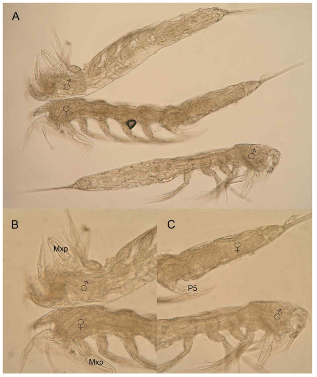 Light photographs of Glabrotelson jeju sp. nov.: A, habitus of two males and one female, lateral; B, prosome of one male and one female, lateral; C, prosome of one male and urosome of one female, lateral. Abbreviations: Mxp – maxilliped; P5 – fifth leg