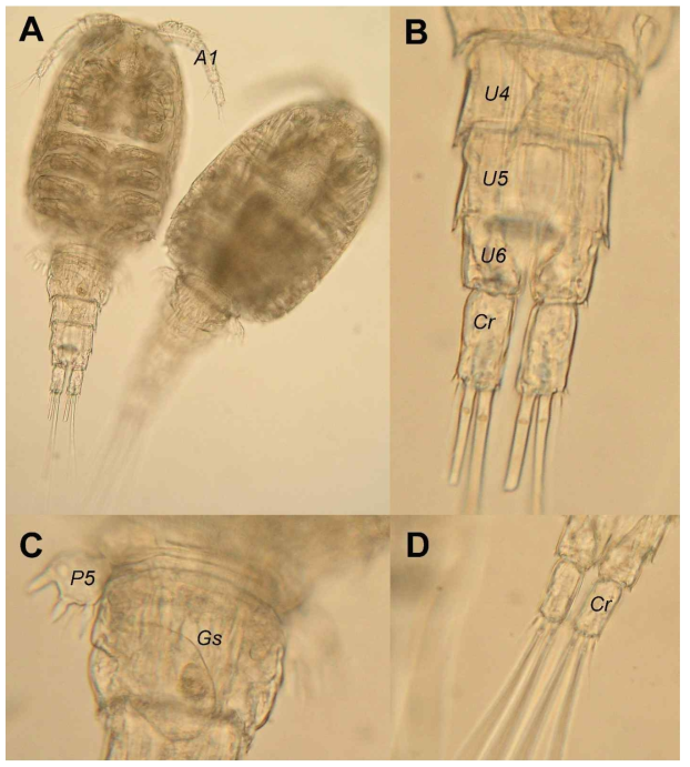 ight photographs of Halicyclops jeju sp. nov.: A, two females, habitus ventral (left) and dorsal (right); B, female urosome with fourth (U4) to sixth (U6) somites and caudal rami (Cr), ventral view; C, female genital somite (Gs) and fifth leg (P5), ventral view; D, Caudal rami (Cr), dorsal view