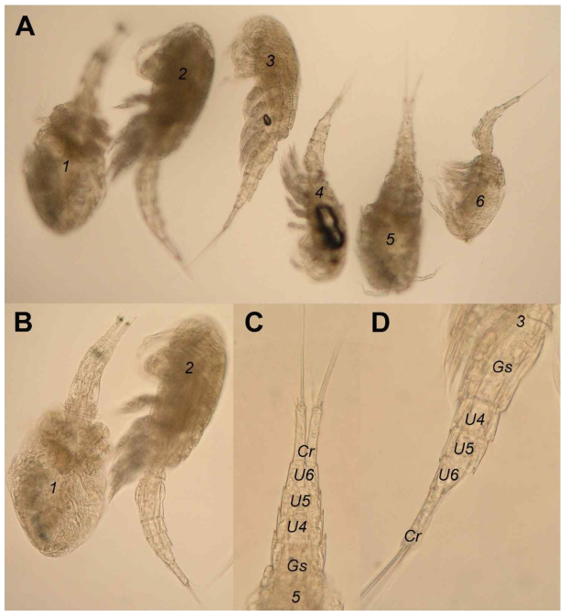 Light photographs of Heterocyclopina gyokpo sp. nov.: A, habitus of five females (Nos. 1-5) and single male (No. 6) in glycerol, on single slide; B, female habitus ventral (left, No. 1) and lateral (right, No. 2); C, female urosome (female no. 5), with genital somite (Gs), fourth (U4) to sixth (U6) urosomites and caudal rami (Cr), ventral view; D, female urosome (female no 3), with genital somite (Gs), fourth (U4) to sixth (U6) urosomites and caudal rami (Cr), lateral view