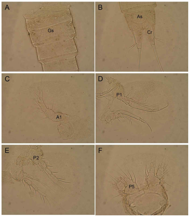 Light photographs of Heterolaophonte grandjeju sp. nov.: A, anterior part of urosome, ventral; B, anal somite and caudal rami, dorsal; C, antennule; D, first swimming leg; E, second swimming leg; F, fifth leg. Abbreviations: A1 – antennule; As – anal somite; Cr – caudal ramus; Gs – genital somite; P1 – first swimming leg; P2 – second swimming leg; P5 – fifth leg