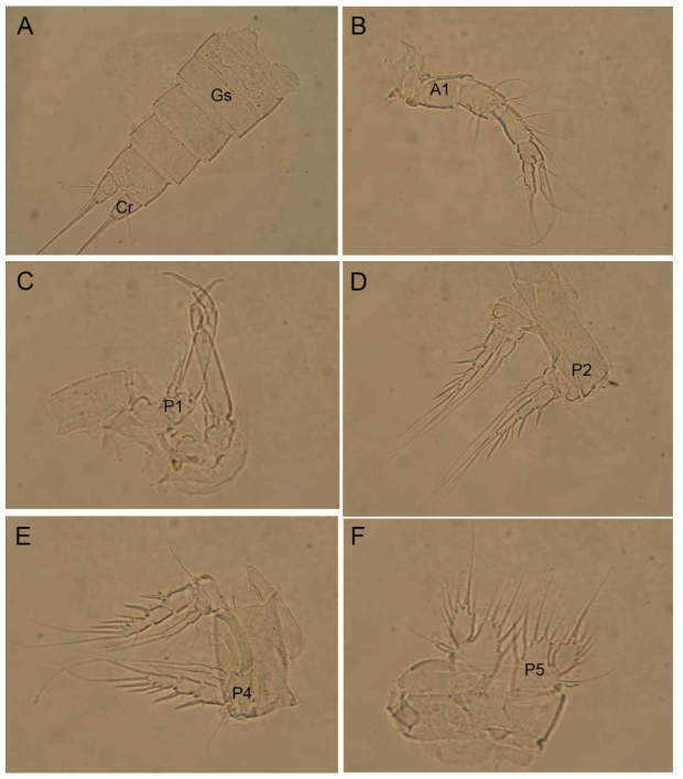 Light photographs of Heterolaophonte minutajeju sp. nov.: A, urosome, ventral; B, antennula; C, first swimming leg; D, second swimming leg; E, fourth swimming leg; F, fifth leg. Abbreviations: A1 – antennule; Cr – caudal ramus; Gs – genital somite; P1 – first swimming leg; P2 – second swimming leg; P4 – fourth swimming leg; P5 – fifth leg