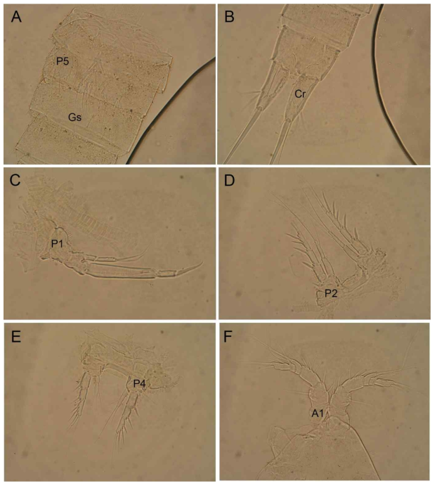 Light photographs of Heterolaophonte paralongifurcata sp. nov.: A, anterior part of urosome, ventral; B, anal somite and caudal rami, dorsal; C, first swimming leg; D, second swimming leg; E, fourth swimming leg; F, antennula. Abbreviations: A1 – antennule; Cr – caudal ramus; Gs – genital somite; P1 – first swimming leg; P2 – second swimming leg; P4 – fourth swimming leg; P5 – fifth leg