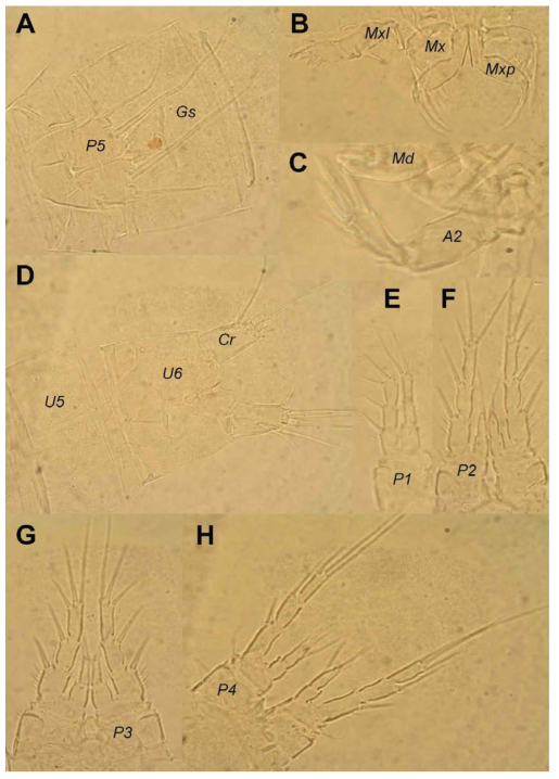 Light photographs of Koreacaris jeju gen. et sp. nov.: A, female genital somite (Gs) and fifth leg (P5); B, female mouth appendages, including maxillula (Mxl), maxilla (Mx), and maxilliped (Mxp); C, female antenna (A2) and distal tip of mandibula (Md); D, female fifth (U5) and sixth (U6) urosomites and caudal rami (Cr); E, female first swimming leg (P1); F, female second swimming legs (P2); G, female third swimming legs (P3); H, female fourth swimming legs (P4)