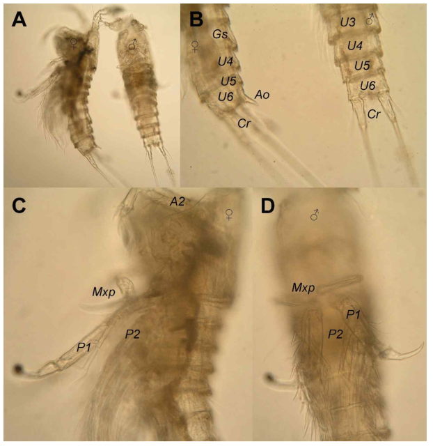 Light photographs of Laophonte jejucornuta sp. nov.: A, female (left) and male (right) habitus, ventro-lateral and ventral views respectively; B, female (left) and male (right) urosomes, with genital somite (Gs), third (U3) to sixth (U6) urosomites, and caudal rami (Cr); C, female prosome, with antenna (A2), maxilliped (Mxp), first swimming leg (P1), and second swimming leg (P2); D, male prosome, with maxilliped (Mxp), first swimming leg (P1), and second swimming leg