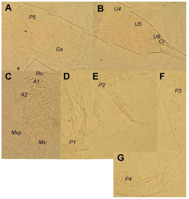 Light photographs of Noodtiella jeju sp. nov.: A, female genital somite (Gs) and fifth legs (P5), ventral view; B, female fourth (U4) to sixth (U6) urosomites and caudal rami (Cr), ventral view; C, female rostrum (Ro), antennula (A1), antenna (A2), and mouth appendages, including maxilla (Mx) and maxilliped (Mxp); D, female first swimming legs (P1); E, female second swimming legs (P2): F; female third swimming legs (P3); G, female fourth swimming legs