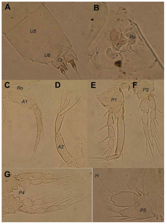 Light photographs of Sarsamphiascus jeju sp. nov.: A, female last two urosomites (U5  B, female genital complex with cereptacula seminis (Rs); C, female rostroum (Ro) and first antennula (A1); D, female antenna (A2); E, female first swimming leg (P1); F, female second swimming leg (P2); G, female fourth swimming leg (P4); H, female fifth leg (P5)