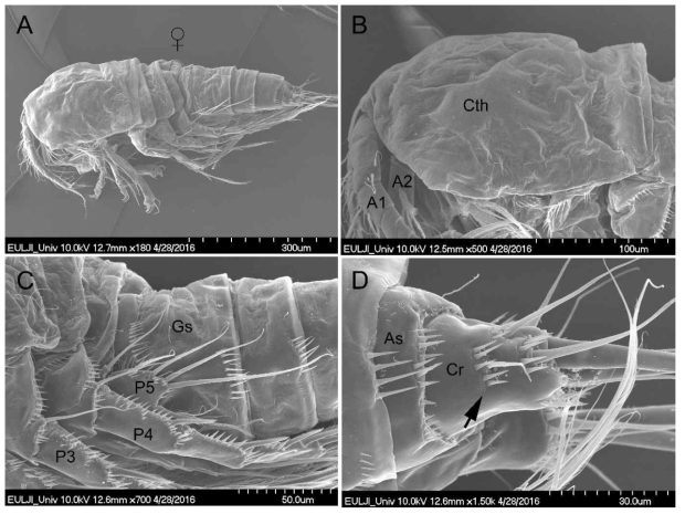 Scanning electron microscope photograph of Tigriopus east sp. nov.: A, female habitus, lateral view; B, cephalothorax, lateral view; C, central part of animal, lateral view; D, Anal somite and caudal rami, lateral. Abbreviations: Cth – cephalothorax; A1 – antennule; A2 – antenna; As – anal somite; Cr – caudal ramus; Cth – cephalothorax; Gs – genital somite; P3 – third swimming leg; P4 – fourth swimming leg; P5 – fifth leg. Arrowhead in D pointing species-specific location of the lateral cuticular pore