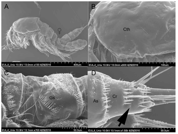 Scanning electron microscope photograph of Tigriopus west sp. nov.: A, female habitus, lateral view; B, cephalothorax, lateral view; C, genital somite, lateral view; D, Anal somite and caudal rami, lateral. Abbreviations: Cth – cephalothorax; As – anal somite; Cr – caudal ramus; Cth – cephalothorax; Gs – genital somite; P5 – fifth leg. Arrowhead in D pointing species-specific location of the lateral cuticular pore