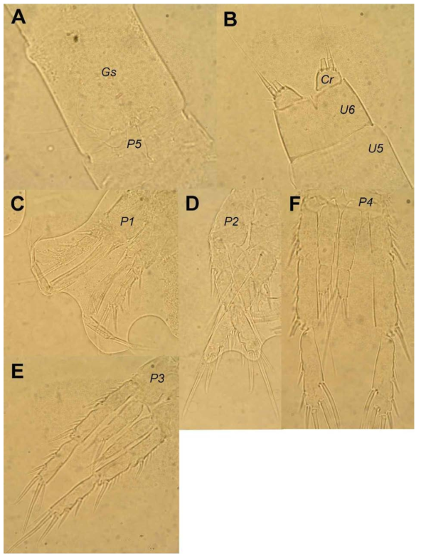 Light photographs of Praeleptomesochra similis Lang, 1965.: A, female genital somite (Gs) and fifth leg (P5); B, female fifth (U5) and sixth (U6) urosomites and caudal rami (Cr); C, female first swimming legs (P1): D, female second swimming legs (P2); E, female third swimming leg (P3); F, female fourth swimming leg (P4)