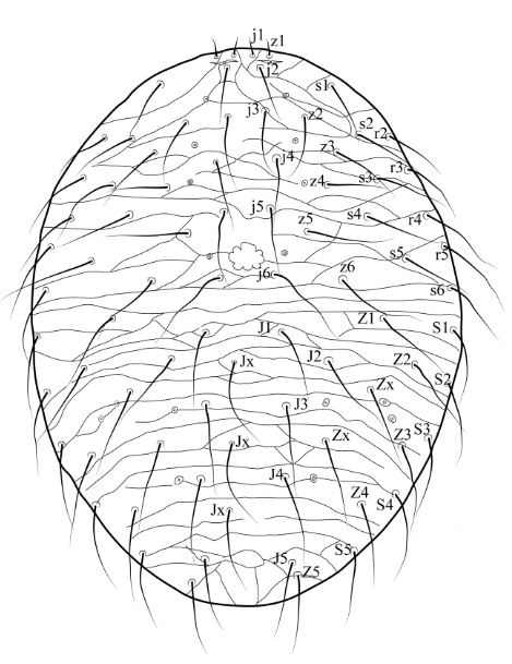 Dorsal idiosoma of Holostaspis sp. nov