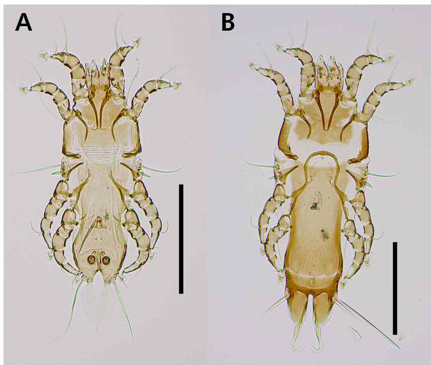 Proterothrix n. sp. A, dorsal view of male ; B, dorsal view of female. Scale bar: 0.2 mm