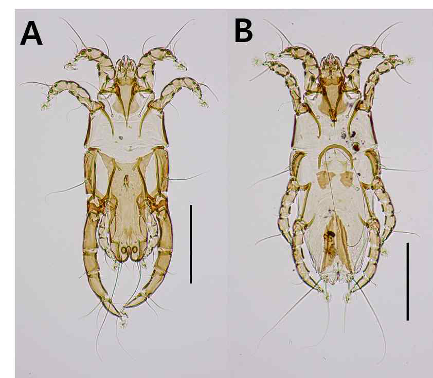Neopteronyssus n. sp. A, dorsal view of male ; B, dorsal view of female. Scale bar: 0.2 mm