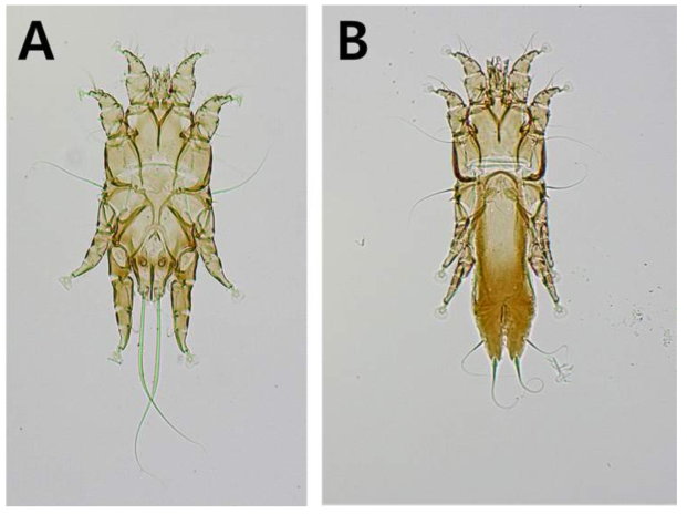 Alloptes atelesthetus. A, dorsal view of male ; B, dorsal view of female