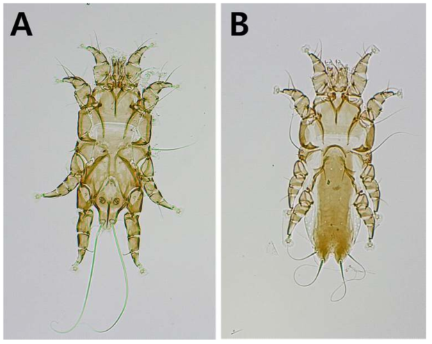 Alloptes limosae. A, dorsal view of male ; B, dorsal view of female