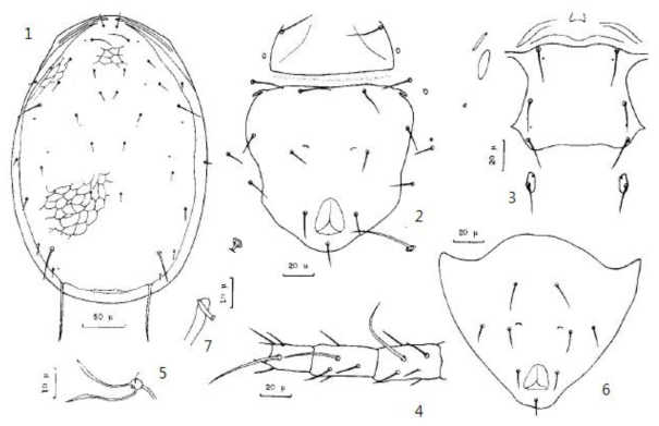 1-7. Amblyseius ainu. 1. dorsum of idiosoma; 2. posterior ventral surface; 3. sternal shield; 4. genu, tibia and basitarsus of leg IV; 5. spermatheca; 6. vetrianal shield; 7. spermatophoral process of male chelicera