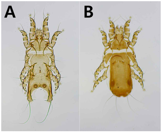 Avenzoaria totani. A, dorsal view of male ; B, dorsal view of female