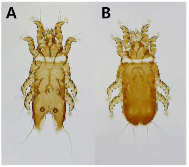 Bregetovia obtusolobata. A, dorsal view of male ; B, dorsal view of female