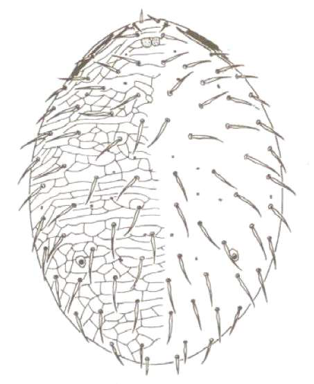 Dorsal idiosoma of Cosmolaelaps chianensis