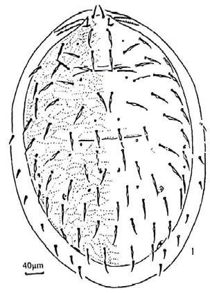 Dorsal idiosoma of Cosmolaelaps hrdyi