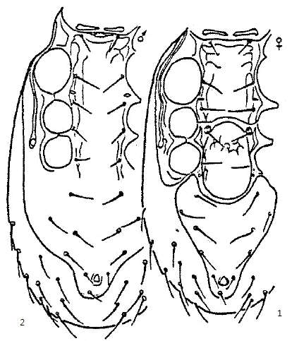 1-2. Gamasholaspis gamasoides. 1-2. Vetral of female and male