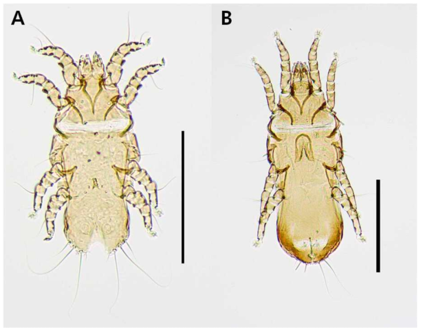 Grallobia gallinulae. A, dorsal view of male ; B, dorsal view of female