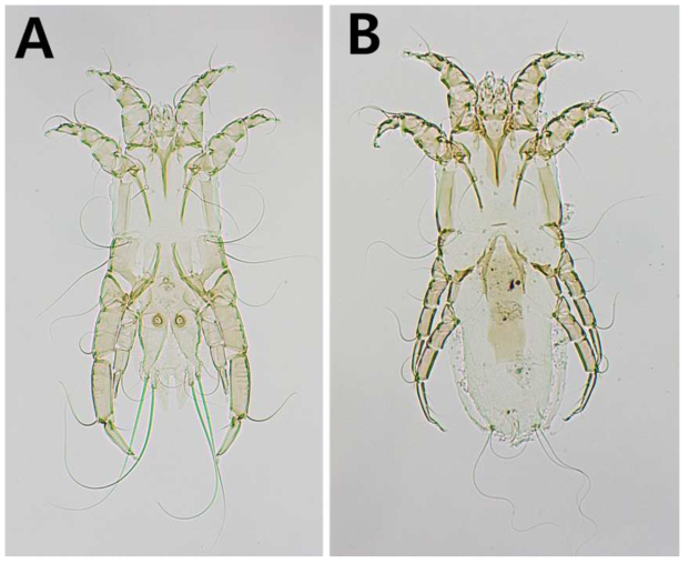 Ingrassia veligera. A, dorsal view of male ; B, dorsal view of female