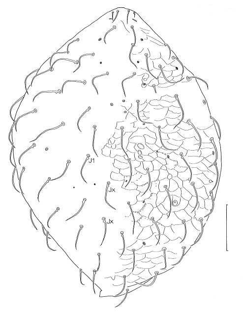 Dorsal idiosoma of Laelaspis mandibularis