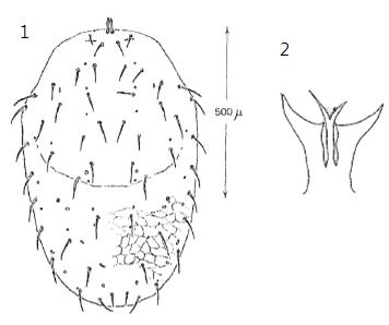 1-2. Macrocheles similis. 1. Dorsum; 2. Tectum
