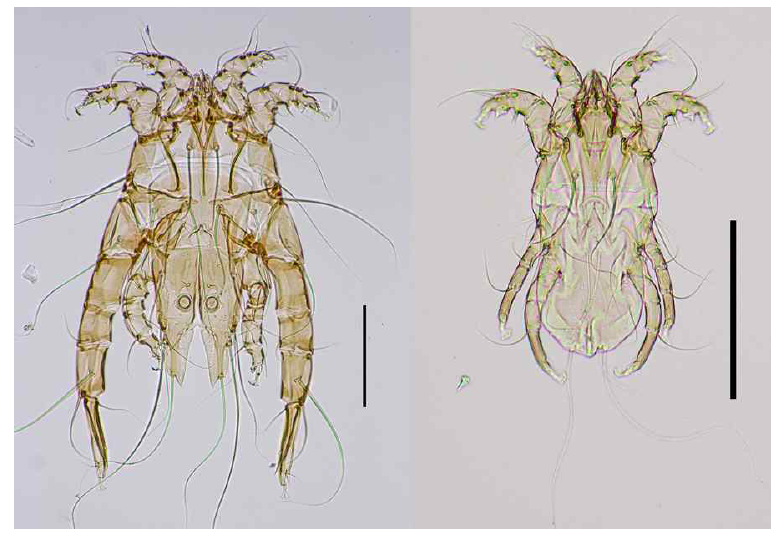Megniniella gallinulae. A, dorsal view of male ; B, dorsal view of female