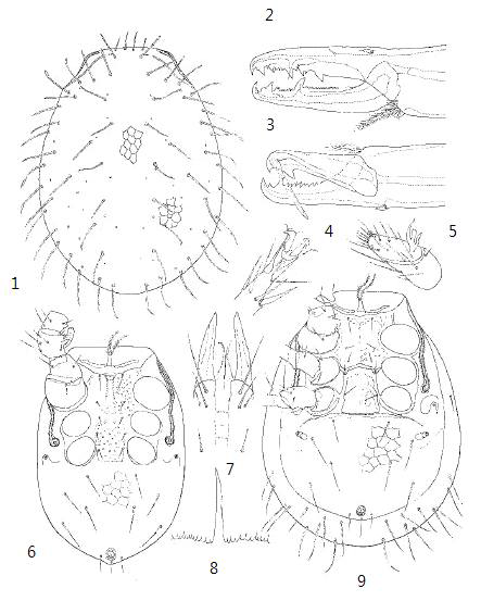 1-9. Neparholapis serratichela. 1. Dorsum; 2-3. Chelicera; 4. Tarsus II; 5. Palpal tarsus and tibia; 6. Venter; 7. Venter of gnathosoma; 8. Epistome (1-2, 4-5, 7-9, female; 3, 6, male)
