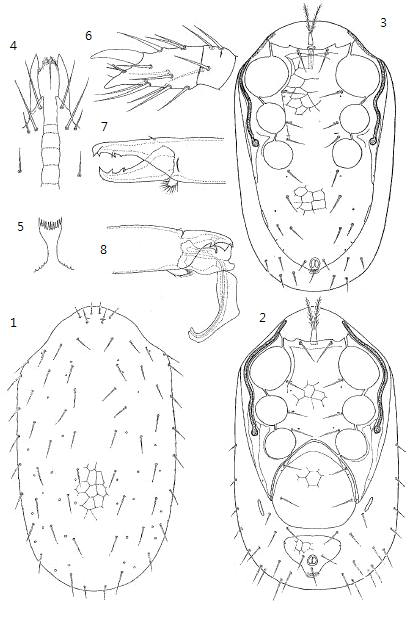 1-8. Onchodellus ishizuchiensis. 1. Dorsum; 2-3. Venter of female and male; 4. Venter of gnathosoma; 5. Tectum; 6. Tarsus II; 7-8. Chelicera of female and male