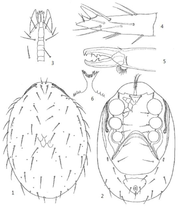 1-6. Pachylaelaps daruma. 1. Dorsum; 2. Venter; 3. Venter of gnathosoma; 4. Tarsus II; 5. Chelicera; 6. Tectum