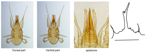 Parholaspulus maturovae