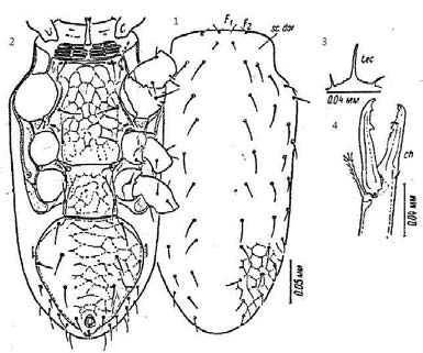 1-4. Parholaspulus minutus. 1. Dorsum; 2. Venter; 3. Tectum; 4. Chelicera