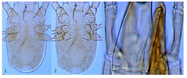 1-3. Parholaspulus orientalis. 1. Dorsum; 2. Venter; 3. Tectum