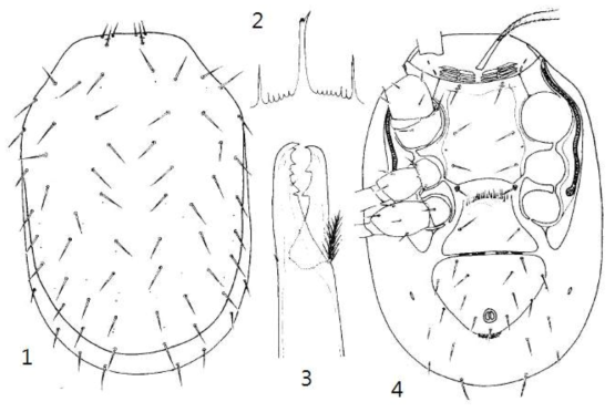 1-4. Parholaspulus shigaensis Ishikawa, female. 1. Dorsum; 2. Epistome; 3. Chelicera; 4. Venter